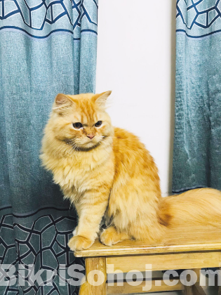 Persian cat